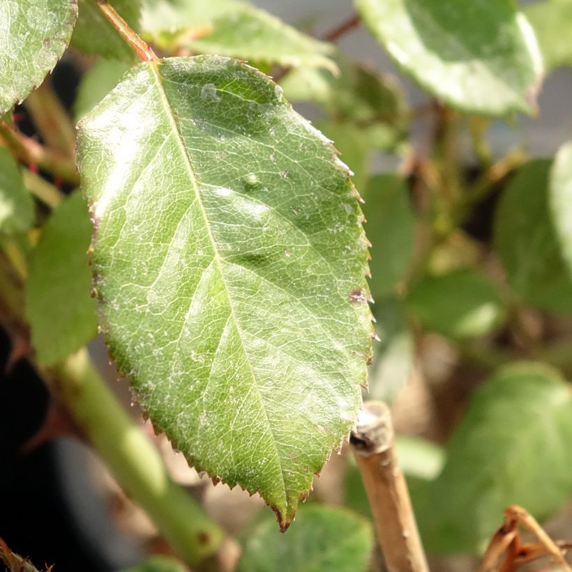 Rosa Generosa Fiona Gelin - Guillot Rose (Foliage)
