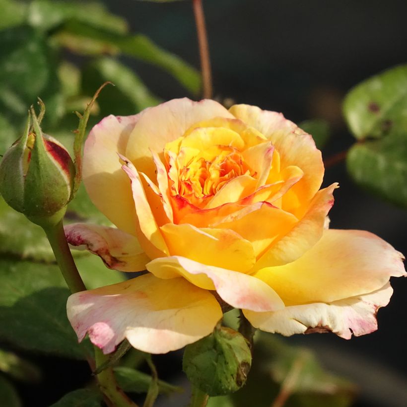 Rosa Generosa Fiona Gelin - Guillot Rose (Flowering)