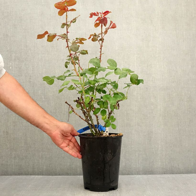 Exemplar von Rosa Generosa Laurent Cabrol - Guillot Rose Topf mit 4L/5L wie im Sommer geliefert