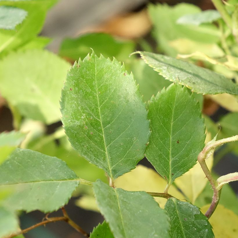 Rosa Generosa Laurent Voulzy - Guillot Rose (Laub)