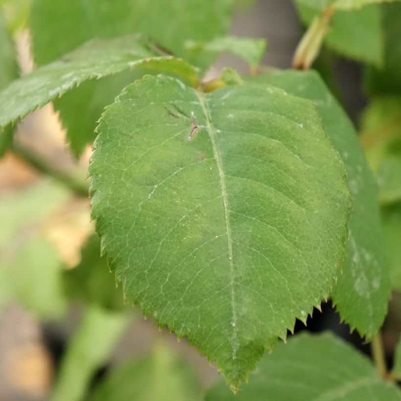 Rosa Generosa Paul Bocuse - Guillot Rose (Foliage)