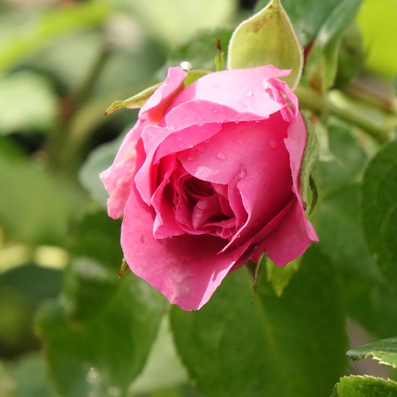 Rosa Generosa Paul Bocuse - Guillot Rose (Flowering)