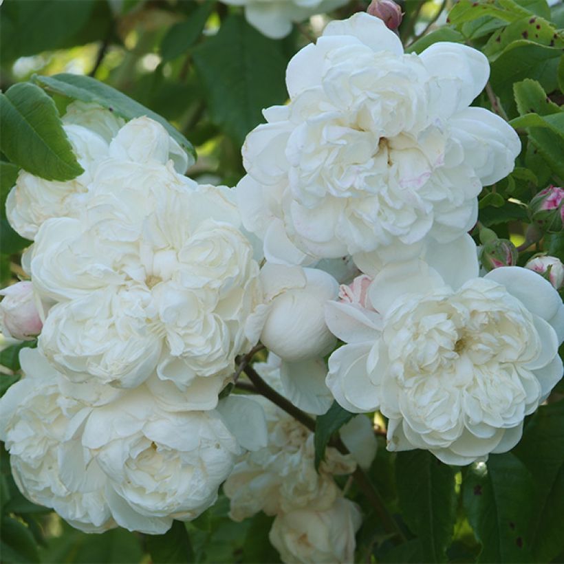 Rosa Aimée Vibert - Kletterrose (Flowering)