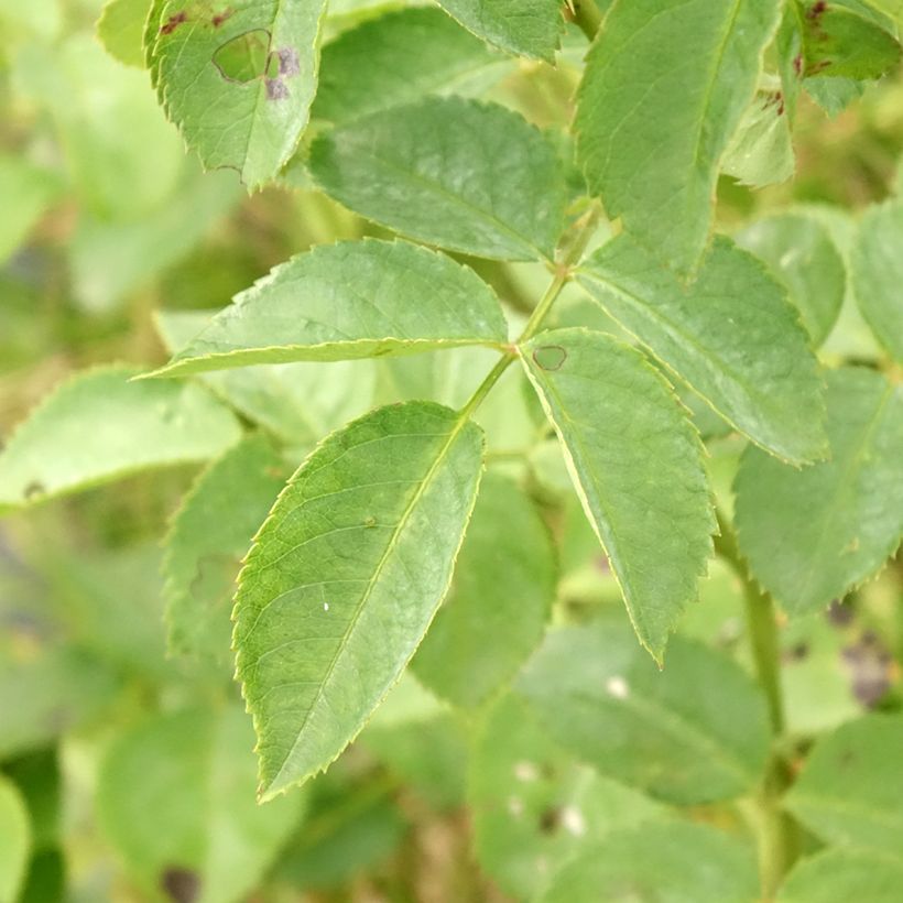 Rosa Alchymist - Kletterrose (Laub)