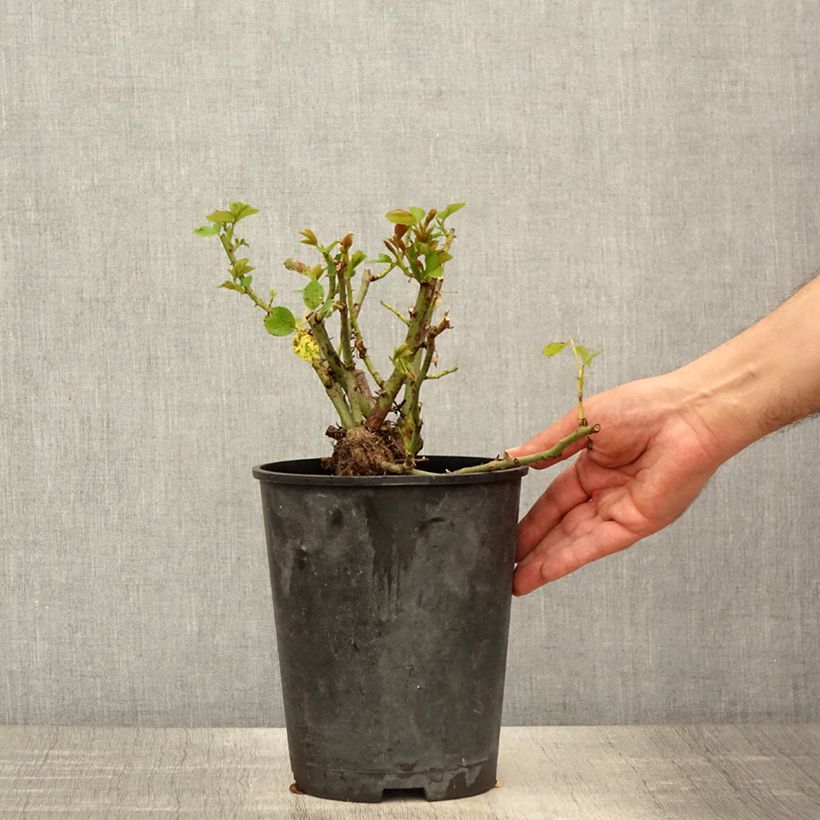 Example of Rosa Allegro - Kletterrose Topf mit 4L/5L as you get in printemps