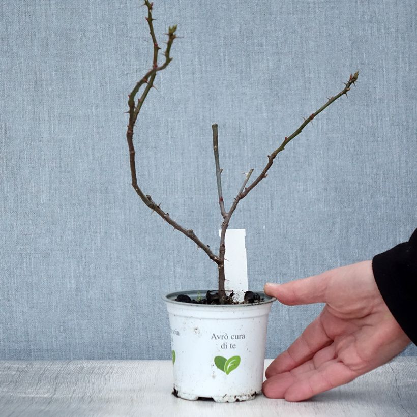 Exemplar von Rosier grimpant Aloha de Kordes KORwesrug Pot de 10 cm/11cm, Issu de bouture wie im Winter geliefert