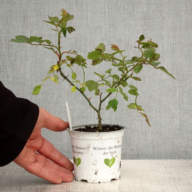 Example of Rosa Aloha de Kordes - Kletterrose Topf 10 cm/11cm as you get in printemps