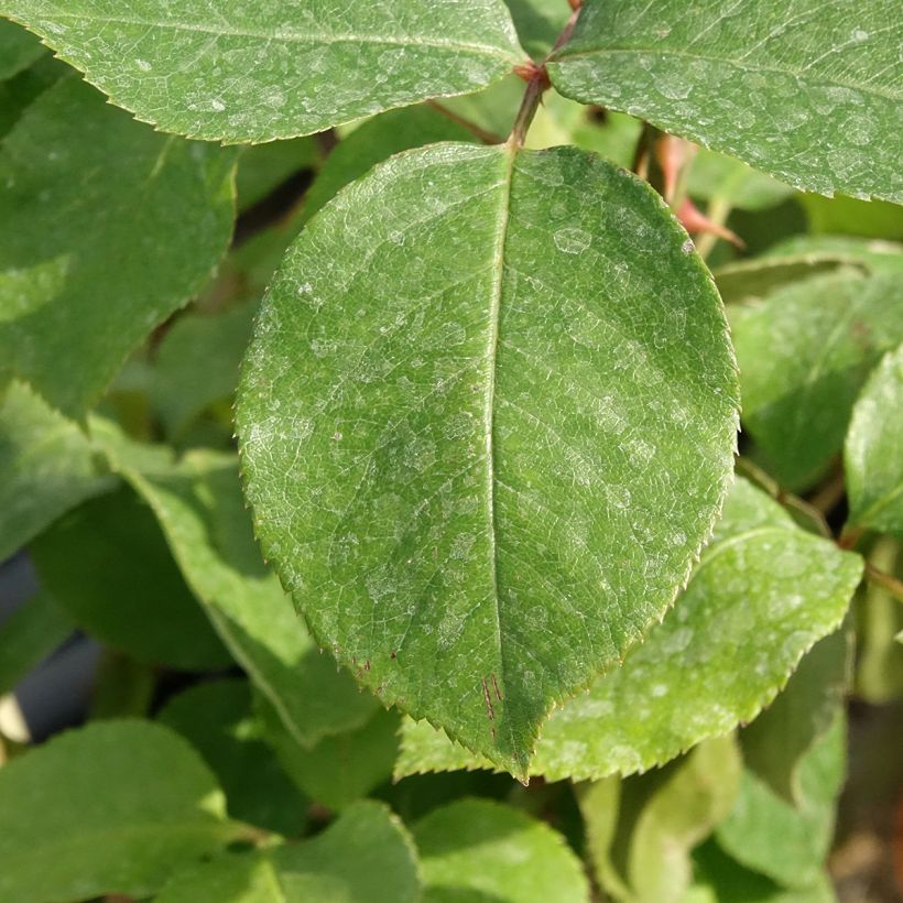 Rosa André Le Nôtre - Kletterrose (Laub)