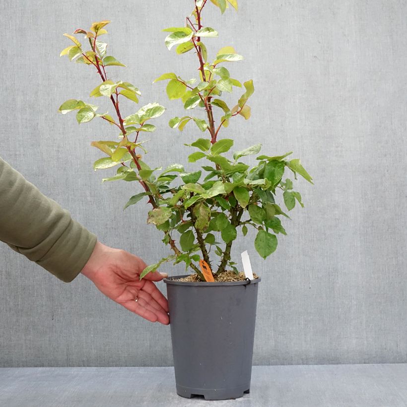 Exemplar von Rosa André Le Nôtre - Kletterrose Topf mit 4L/5L wie im Frühjahr geliefert