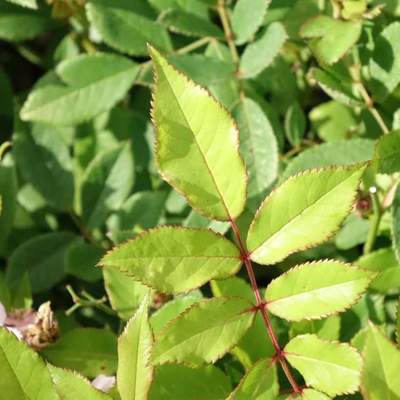 Rosa anglais Little Rambler - Kletterrose (Laub)