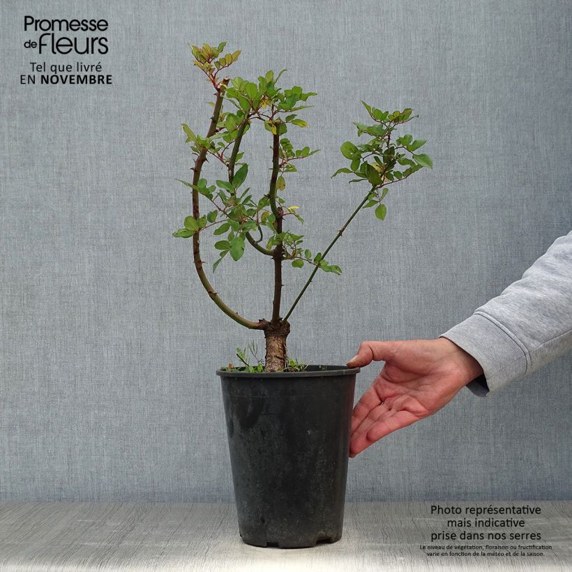 Exemplar von Rosier grimpant anglais Little Rambler Pot de 4L/5L wie im Herbst geliefert
