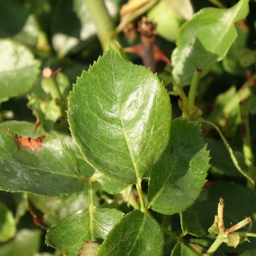 Rosa Bantry Bay - Kletterrose (Laub)