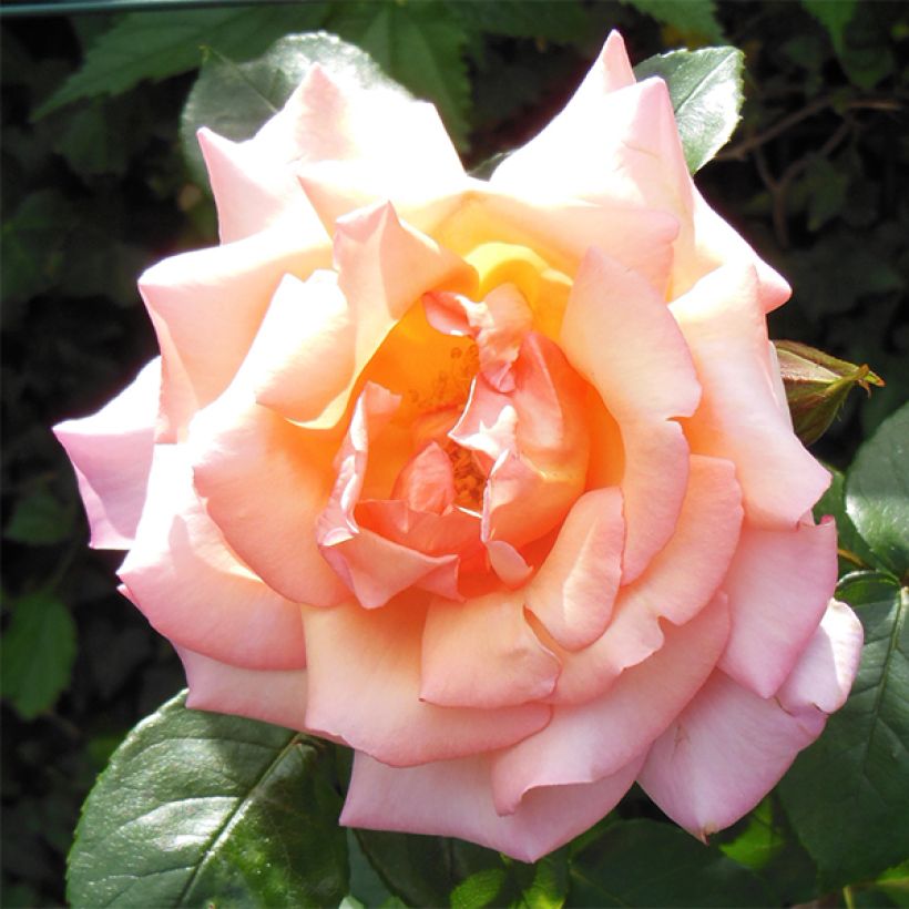 Rosa Compassion - Kletterrose (Flowering)