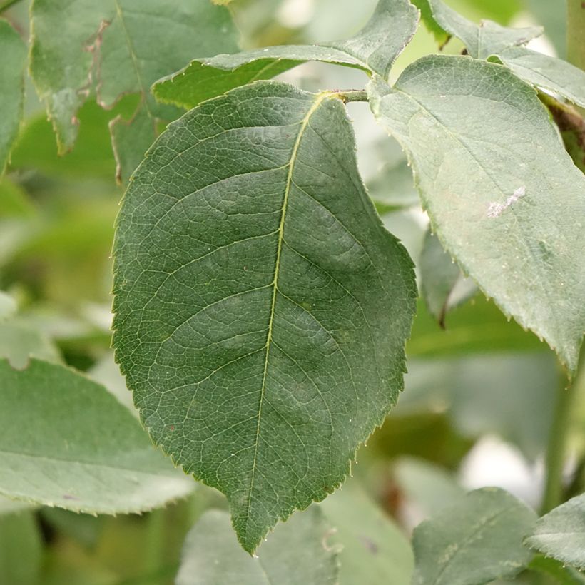 Rosa Compassion - Kletterrose (Foliage)