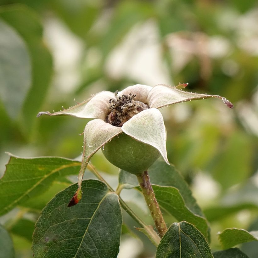 Rosa Compassion - Kletterrose (Harvest)
