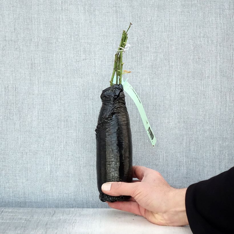 Example of Rosa Blush Noisette - Kletterrose Wurzelnackt in Beutel as you get in hiver