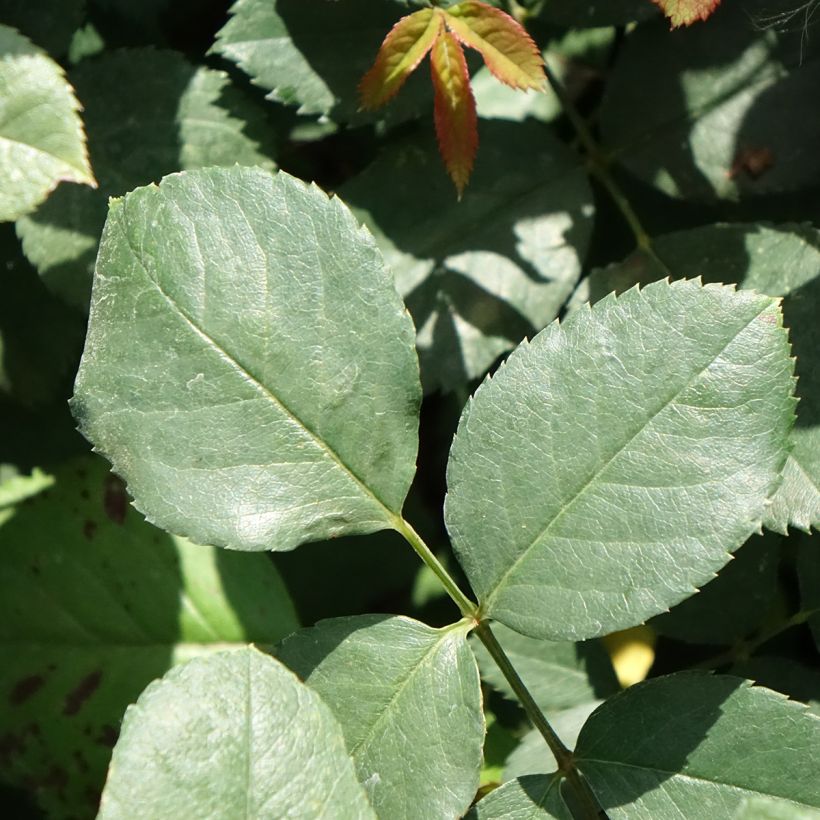 Rosa Cherry Explosion - Kletterrose (Laub)