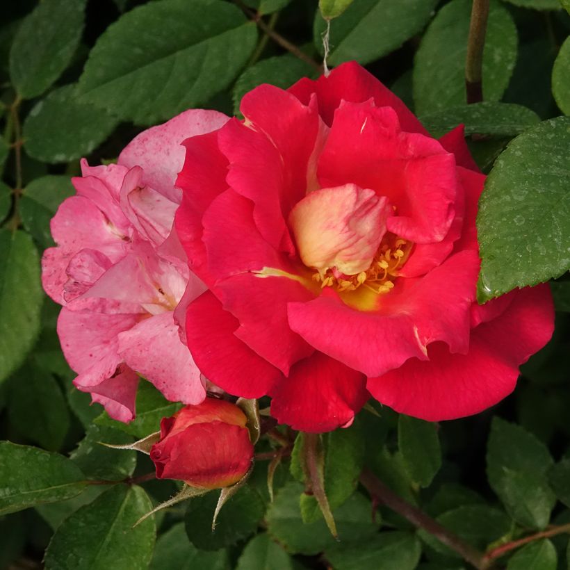 Rosa Climbing Max Bajazzo - Moderne Hybrid-Rose (Blüte)