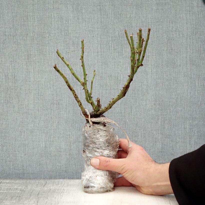 Exemplar von Rosa Climbing Max Jasmina - Kletterrose Wurzelnackt in Beutel wie im Winter geliefert