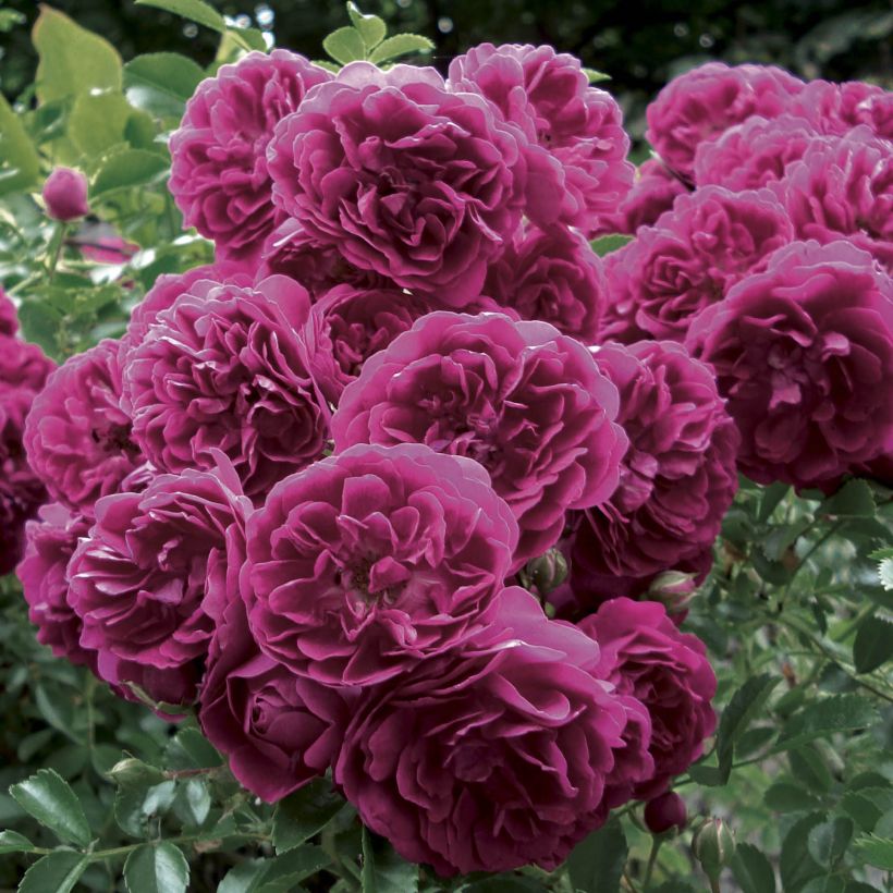 Rosa Crimson Shower - Kletterrose (Flowering)
