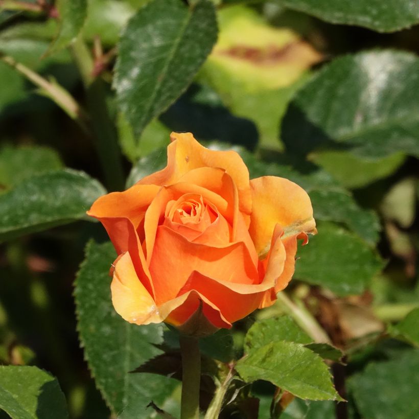 Rosa (x) grimpant Disting'O Orange - Kletterrose (Blüte)