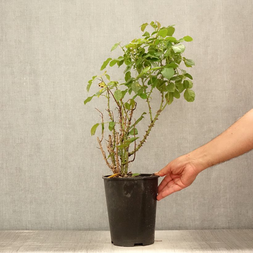 Exemplar von Rosa (x) grimpant Disting'O Orange - Kletterrose Topf mit 4L/5L wie im Sommer geliefert