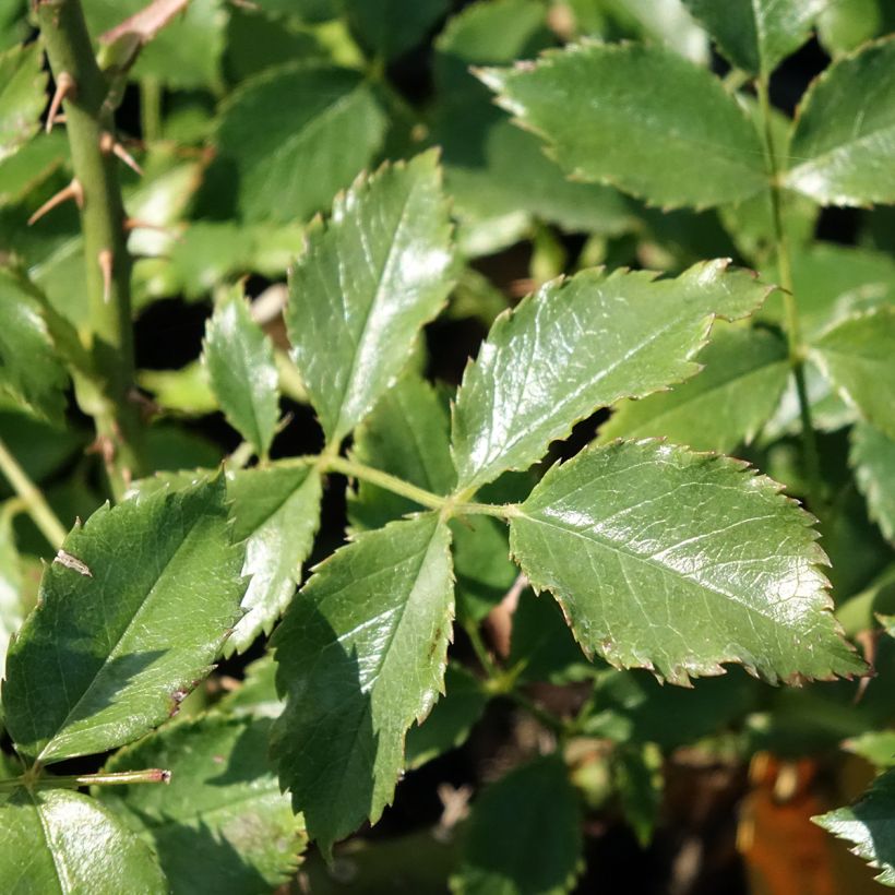Rosa Dortmund - Kletterrose (Foliage)