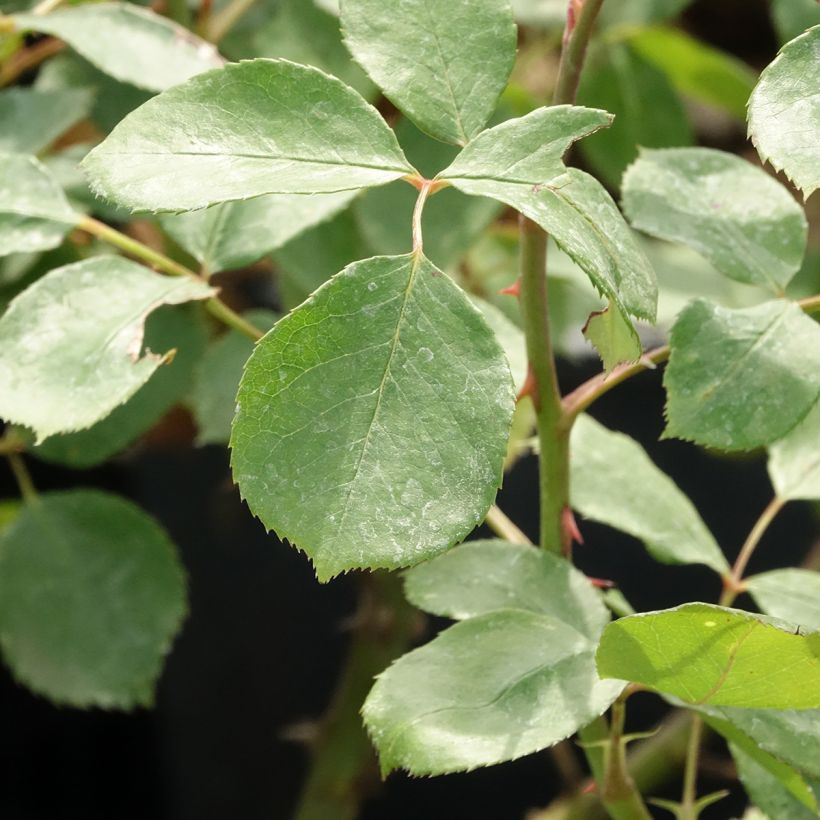 Rosa Edith Piaf - Kletterrose (Laub)