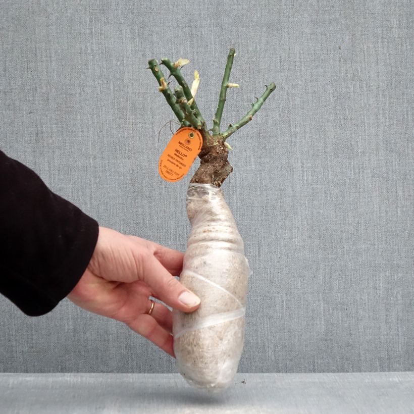 Example of Rosa Edith Piaf - Kletterrose Wurzelnackt in Beutel as you get in hiver