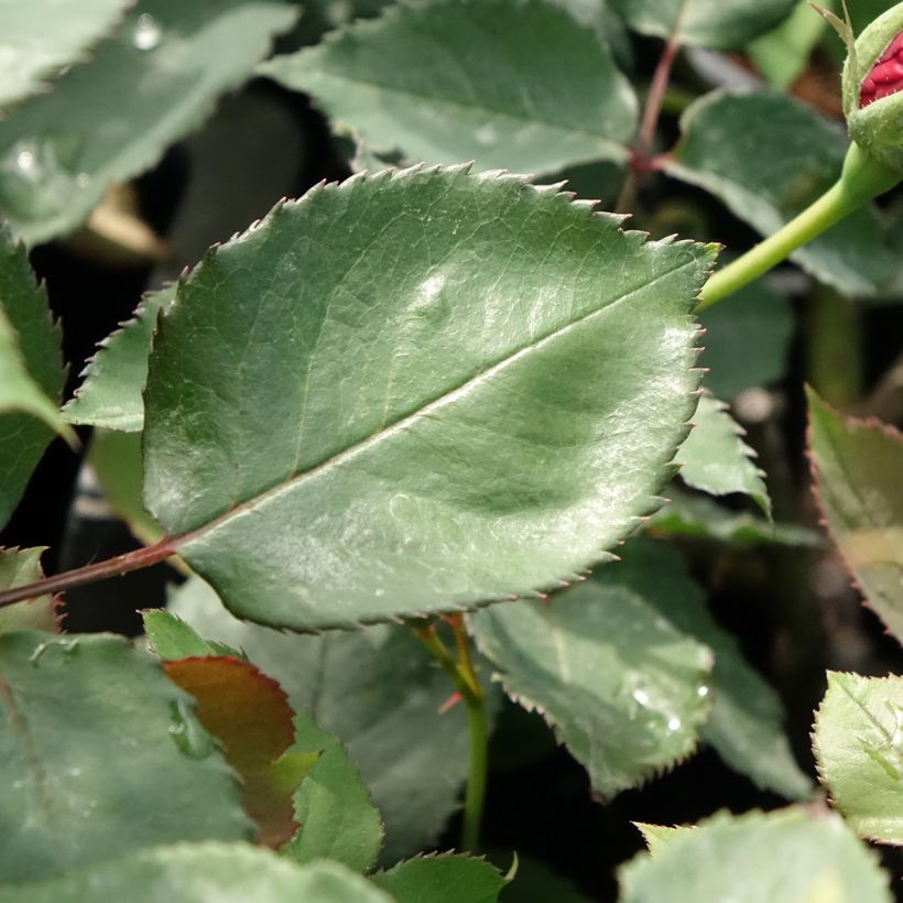 Rosa Etoile de Hollande - Kletterrose (Laub)