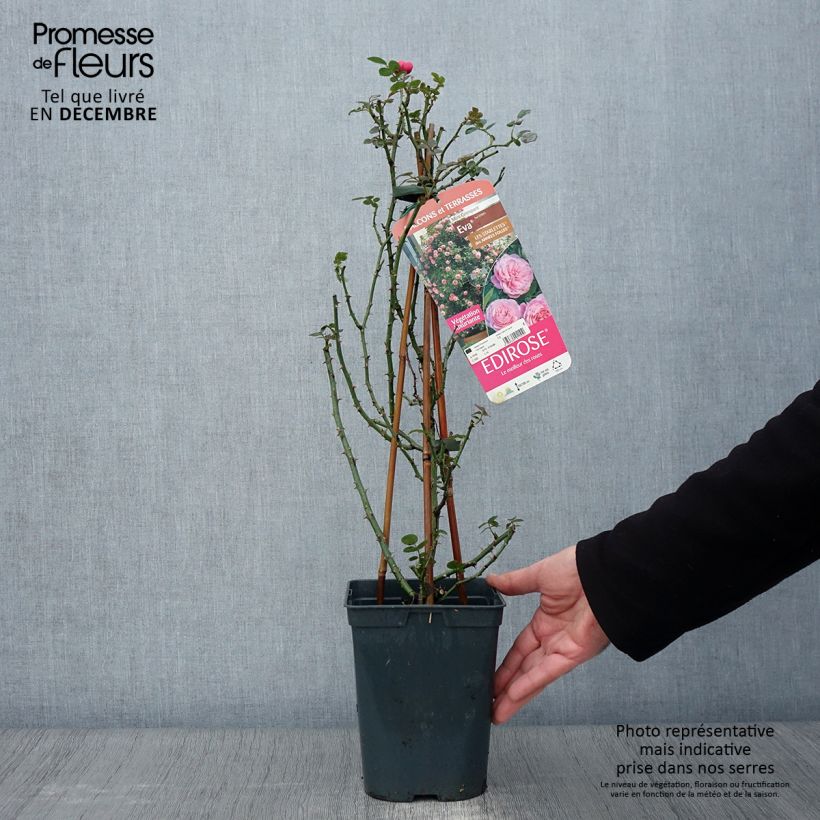 Exemplar von Rosier grimpant Starlet Rose Eva Pot de 4L/5L wie im Herbst geliefert