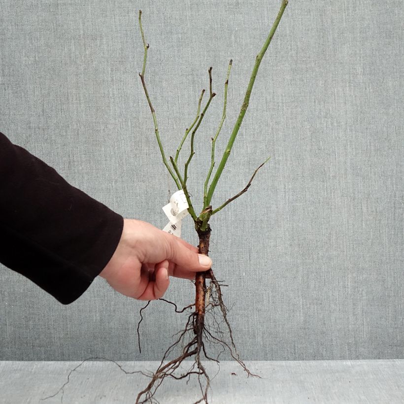 Example of Rosa Climbing Iceberg - Kletterrose Wurzelnackt as you get in hiver