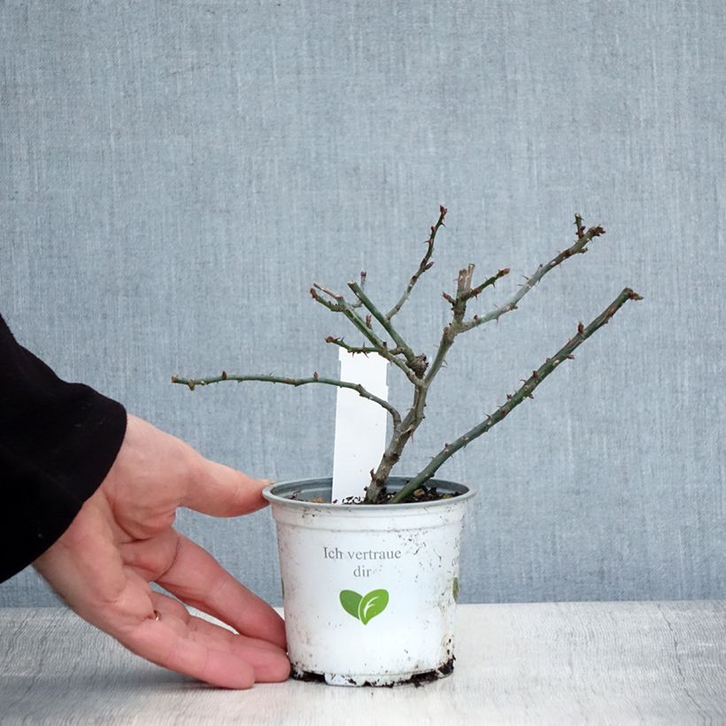 Exemplar von Rosier grimpant Florentina Pot de 10 cm/11cm, Issu de bouture wie im Winter geliefert