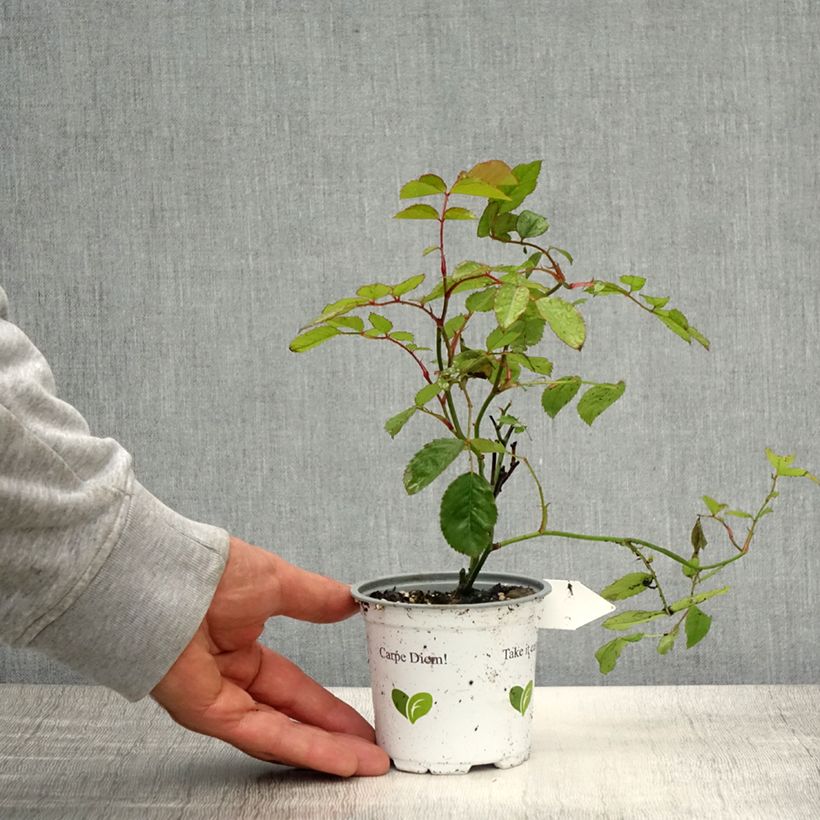 Example of Rosa Florentina - Kletterrose Topf 10 cm/11cm as you get in printemps