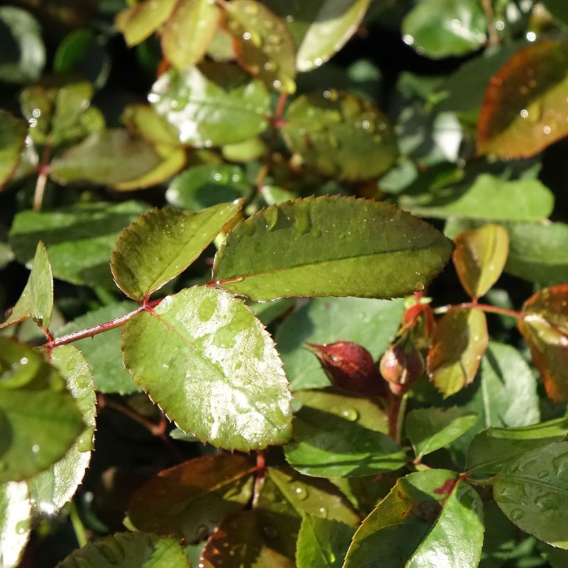 Rosa Florentina - Kletterrose (Foliage)