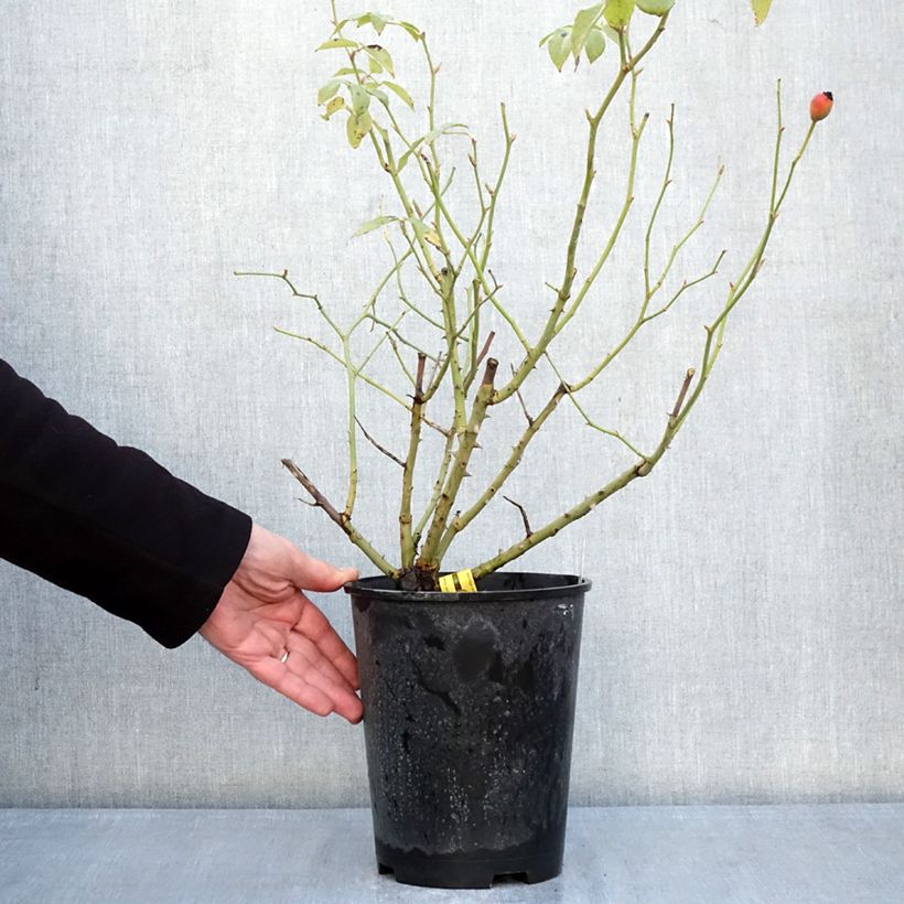 Exemplar von Rosa Fregate - Kletterrose Topf mit 4L/5L wie im Winter geliefert