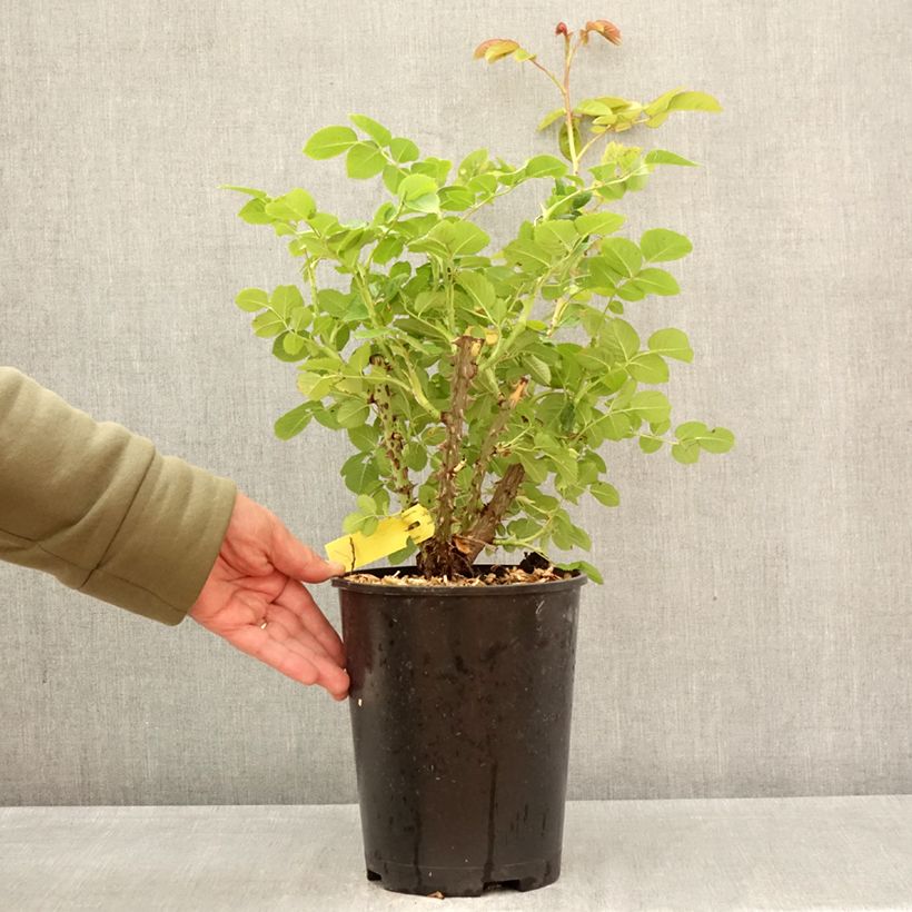 Exemplar von Rosa Fregate - Kletterrose Topf mit 4L/5L wie im Frühjahr geliefert