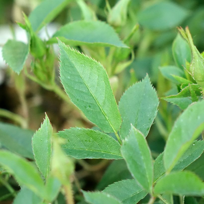 Rosa Golden Age - Kletterrose (Laub)