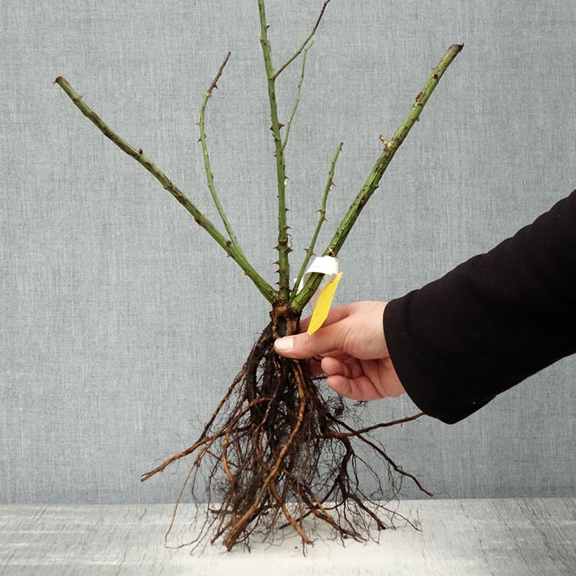 Example of Rosa Golden Gate - Kletterrose Wurzelnackt as you get in hiver