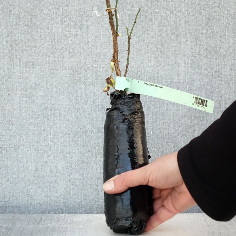 Example of Rosa Goldfassade - Kletterrose Wurzelnackt in Beutel as you get in hiver