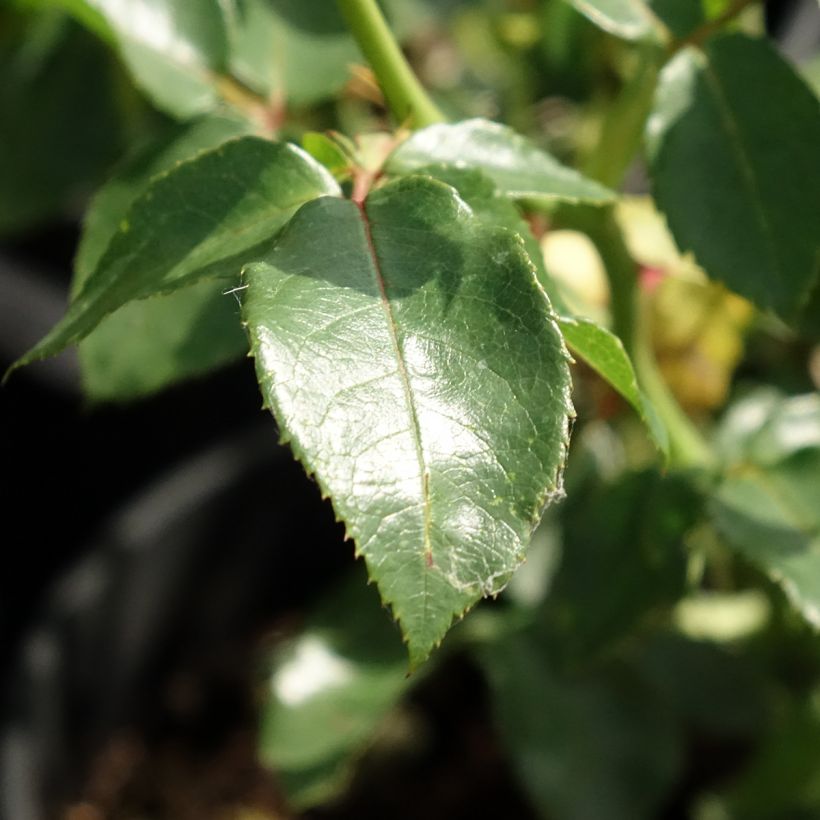 Rosa Goldfassade - Kletterrose (Foliage)