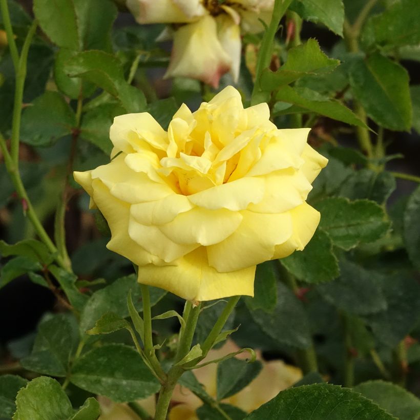 Rosa Goldfassade - Kletterrose (Blüte)
