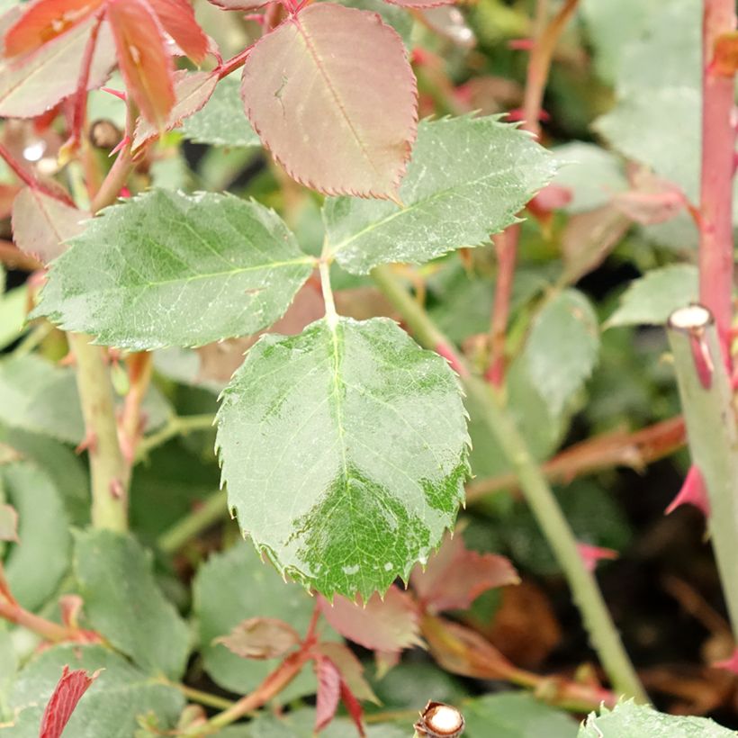 Rosa Guinée - Kletterrose (Foliage)