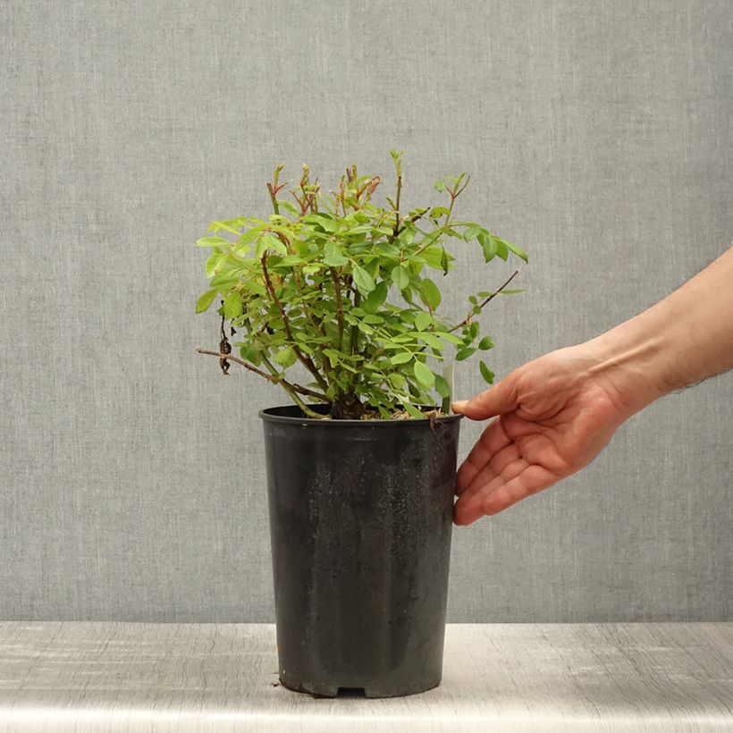 Example of Rosa wichuraiana Guirlande Rose - Kletterrose Topf mit 4L/5L as you get in printemps