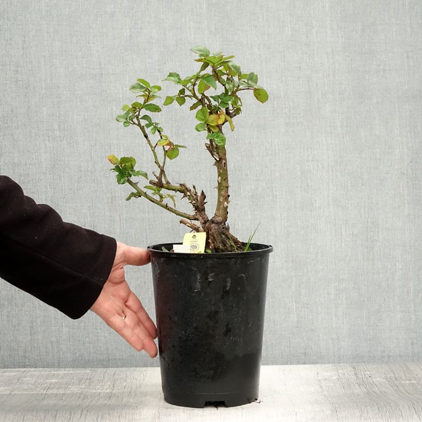 Exemplar von Rosier grimpant Hanabi Pot de 4L/5L wie im Herbst geliefert