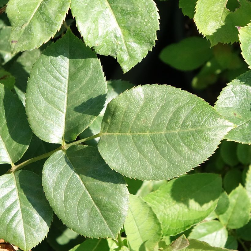 Rosa Happiness - Kletterrose (Laub)