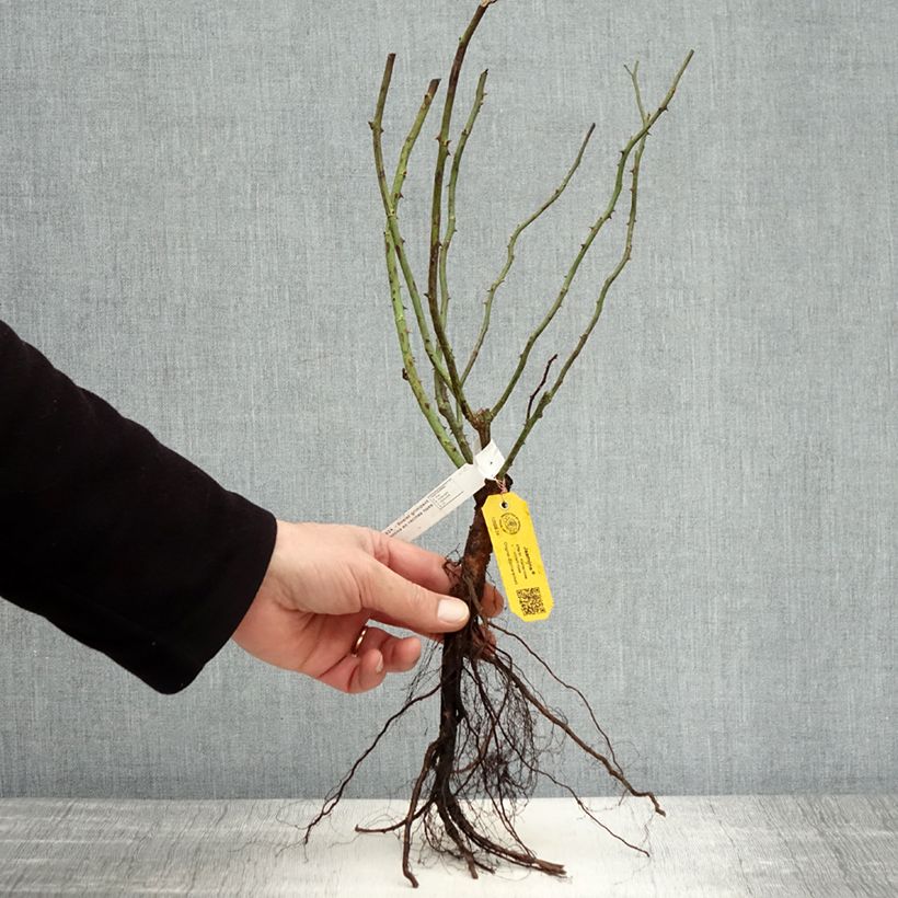 Example of Rosa Jasmina - Kletterrose Wurzelnackt as you get in hiver