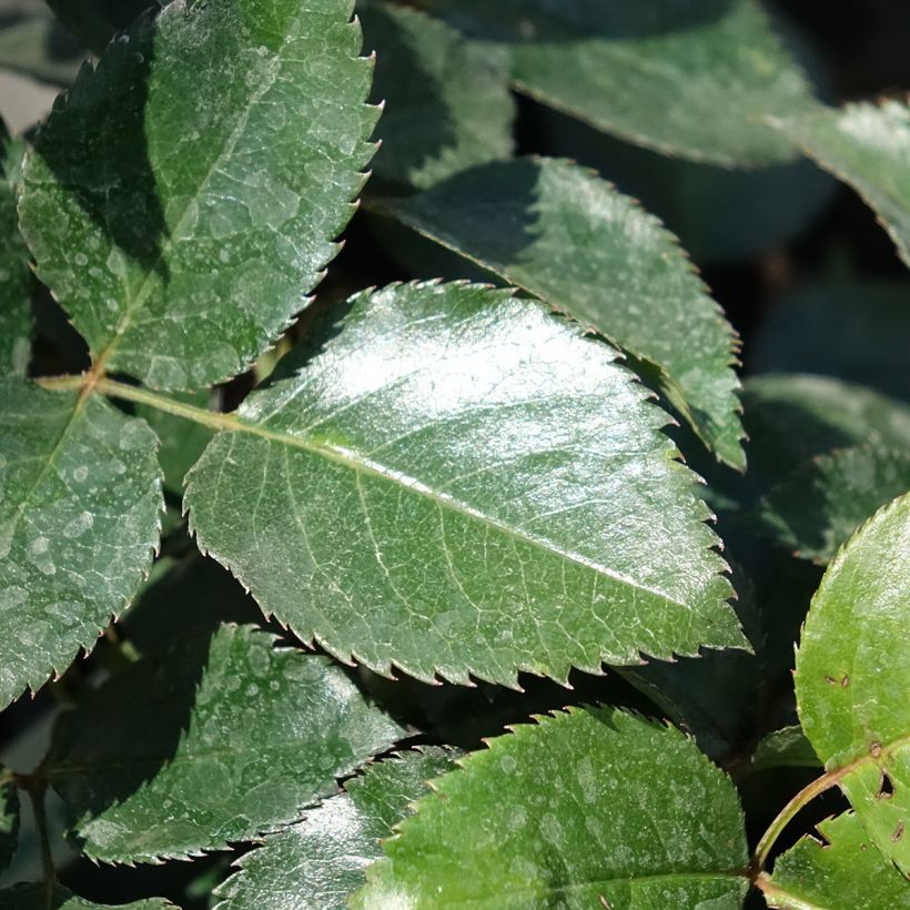 Rosa Le Grand Huit - Kletterrose (Foliage)