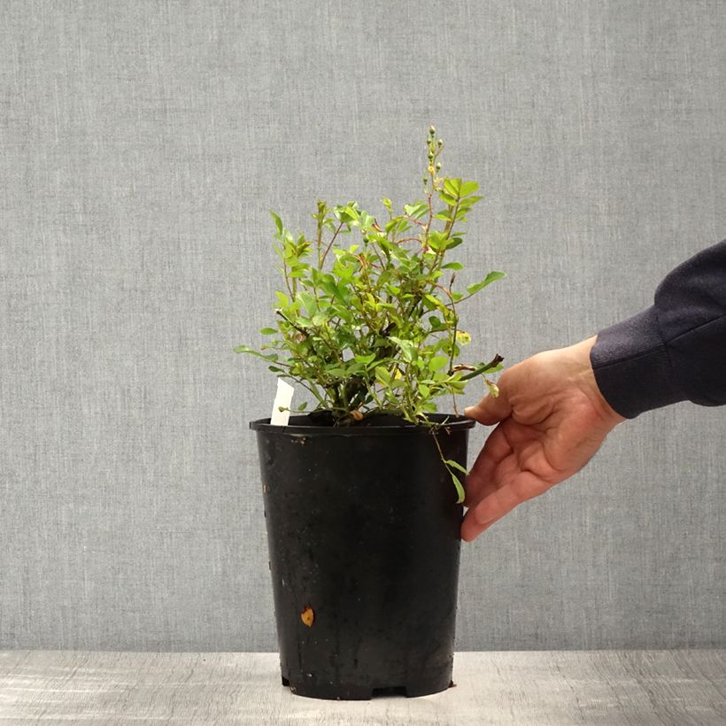 Example of Rosa Libertas - Kletterrose Topf mit 4L/5L as you get in printemps