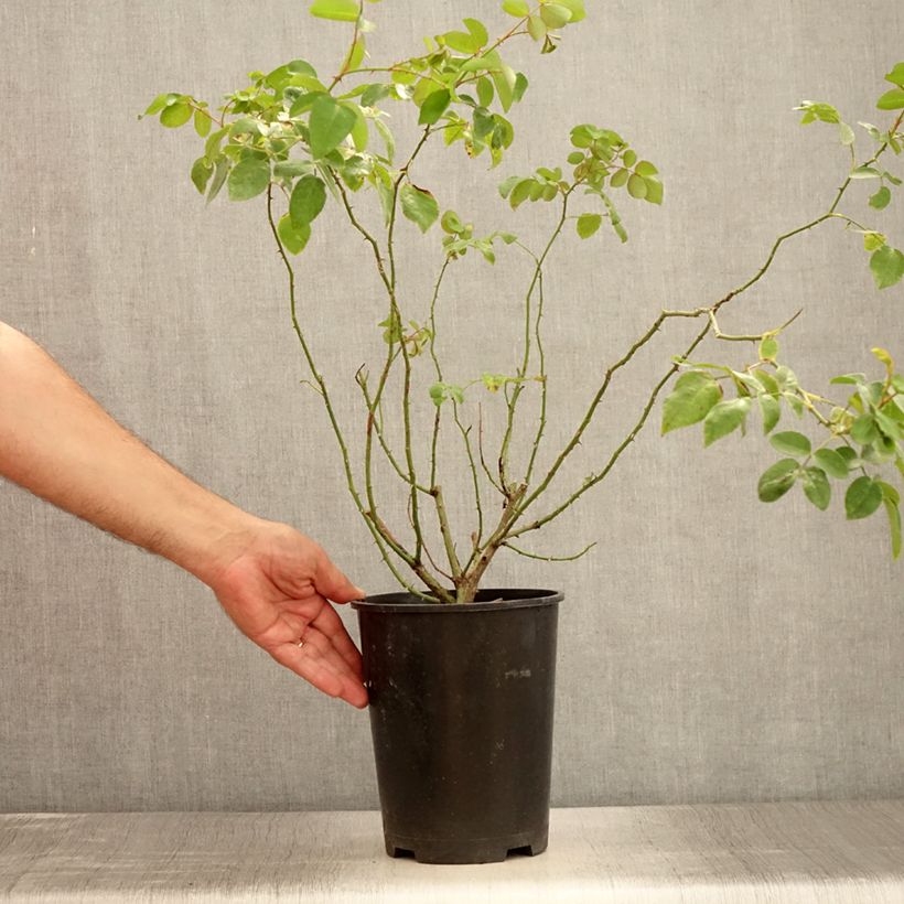 Exemplar von Rosa wichuraiana May Queen - Kletterrose Topf mit 4L/5L wie im Sommer geliefert